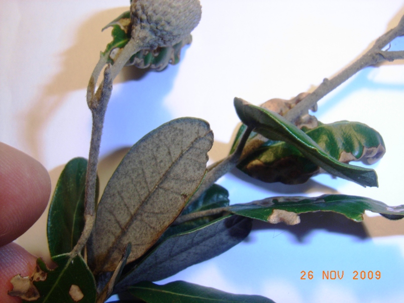 Ghiande a confronto - Quercus ilex